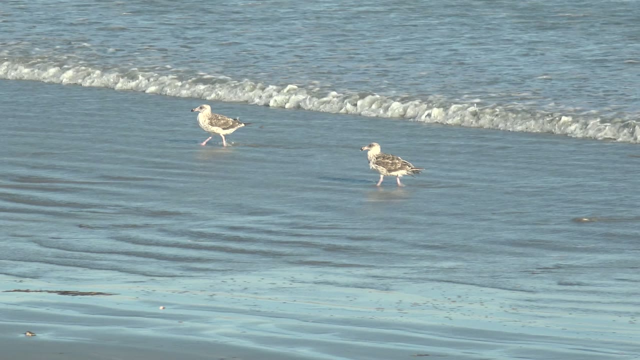 Two seagulls stand apart on rippled wet sand at La Bocana, Baja California Sur, with shallow blue water behind them and no visible people.