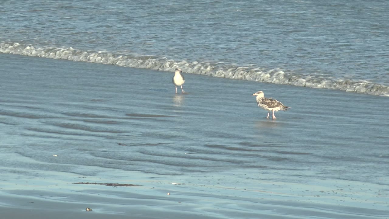 Two seagulls wading near a thin wave line on wet beach sand.