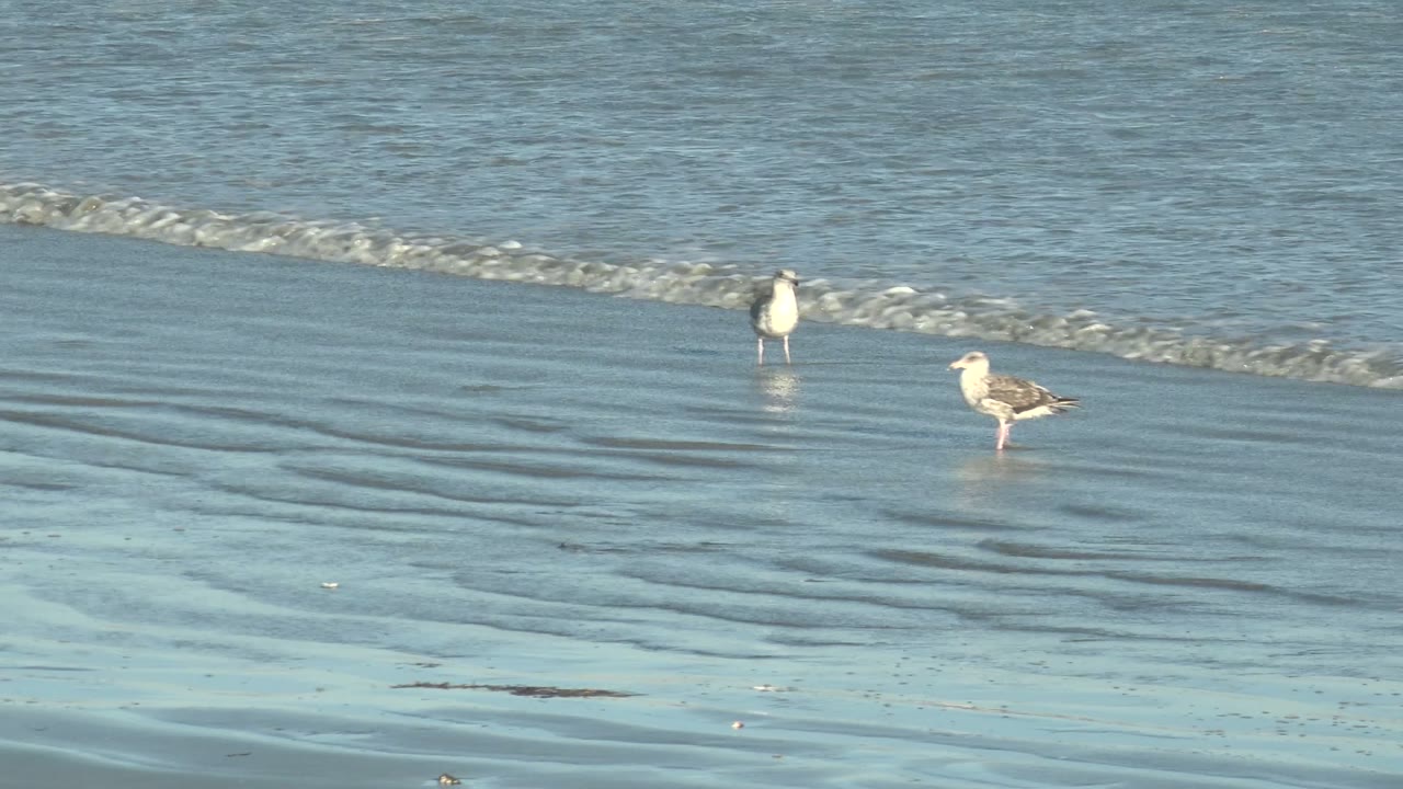 Two seagulls stand on reflective wet sand in La Bocana as low surf bands cross the background and no visible people enter the frame.