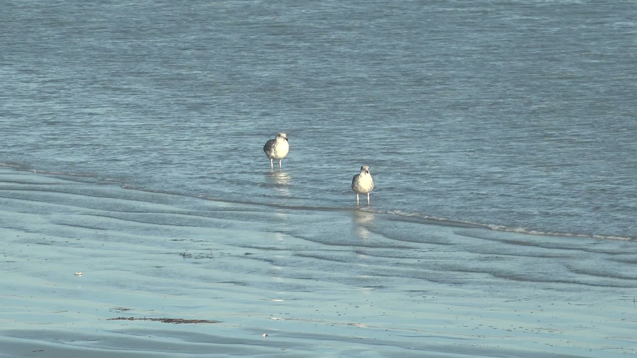 Two seagulls stand apart in shallow blue gray water at La Bocana, Baja California Sur, with faint reflections below them and no visible people.