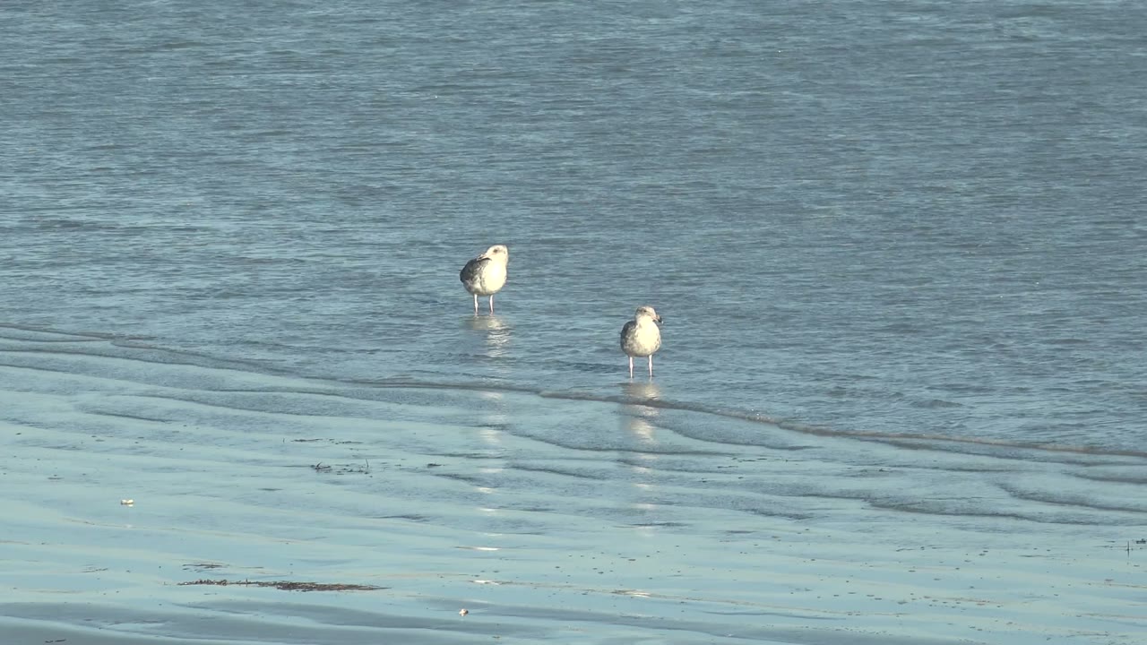Two seagulls in shallow water with reflections.