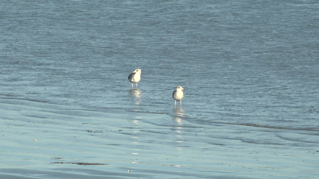 Two seagulls stand near the shallow water line at La Bocana, Baja California Sur, with low ripples crossing the sand and open water behind them, no visible people.