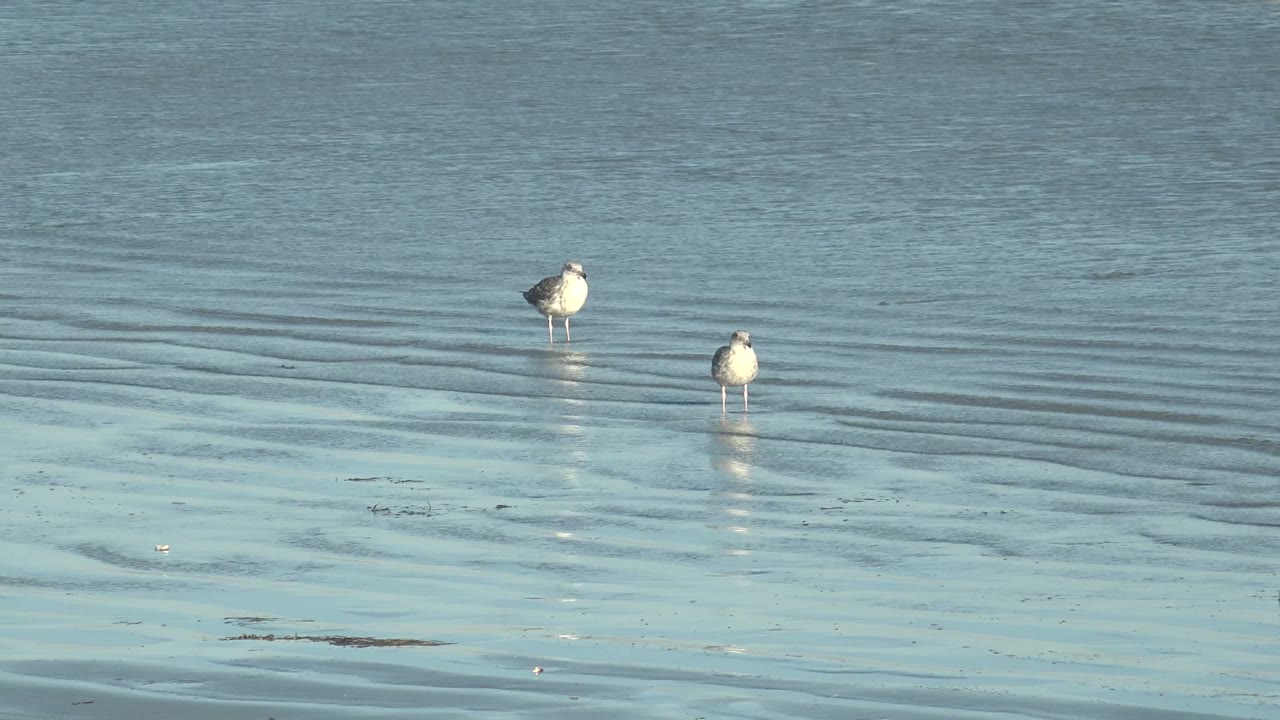 Two seagulls stand apart in shallow rippled water at La Bocana, Baja California Sur, with faint reflections and no visible people.