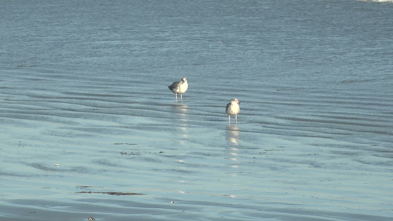 Two seagulls remain in shallow water with rippled sand around them.