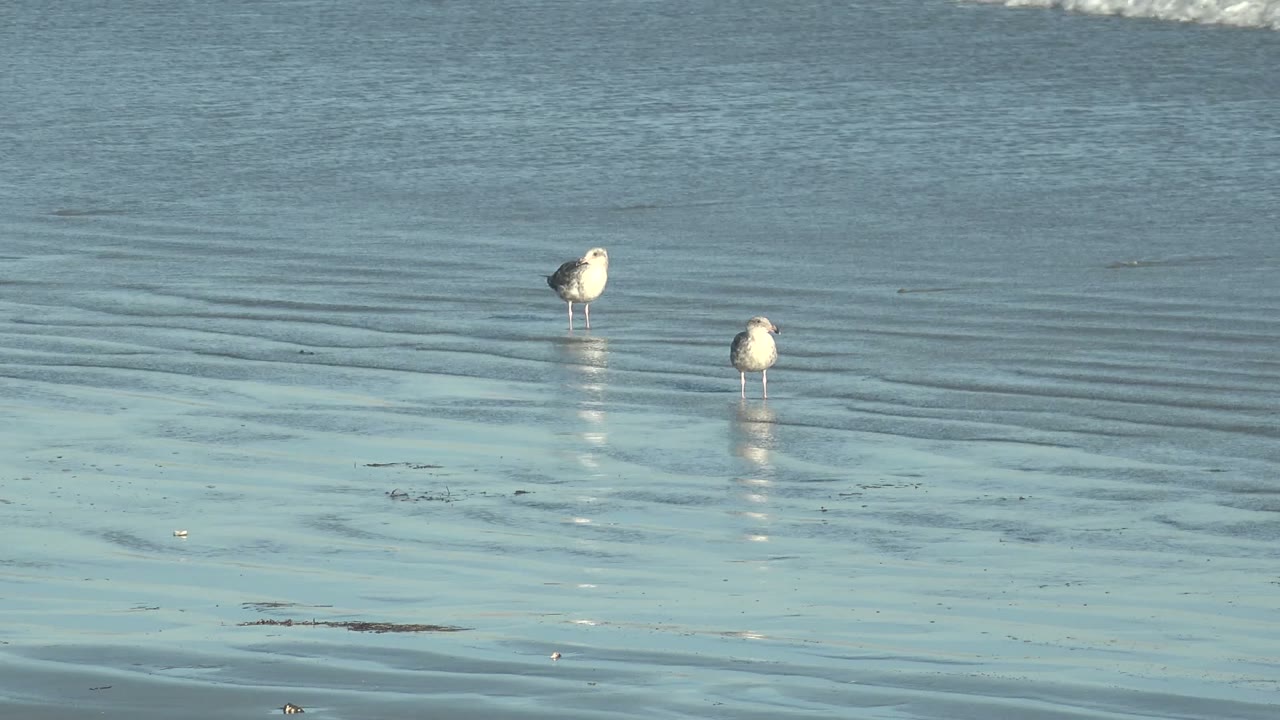 Two seagulls stand in the lower beach wash at La Bocana while a small white wave line gathers near the top of frame, with no visible people.
