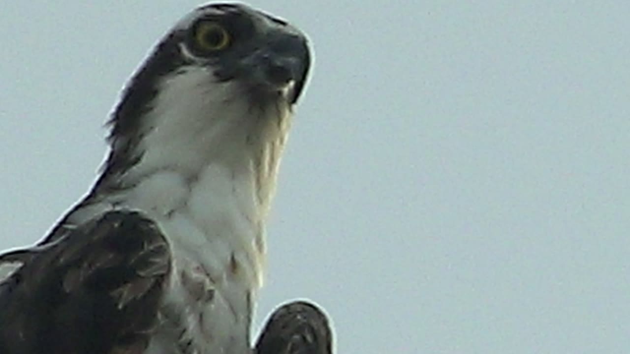 At 0:00 in Mulege, Baja California Sur, a raptor is seen from below with its head turned left, pale chest feathers visible, and no visible people.