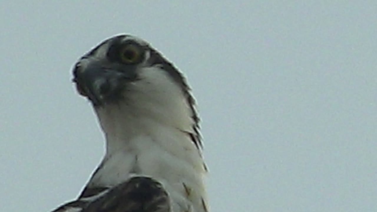 Raptor tilting its head upward in close-up.