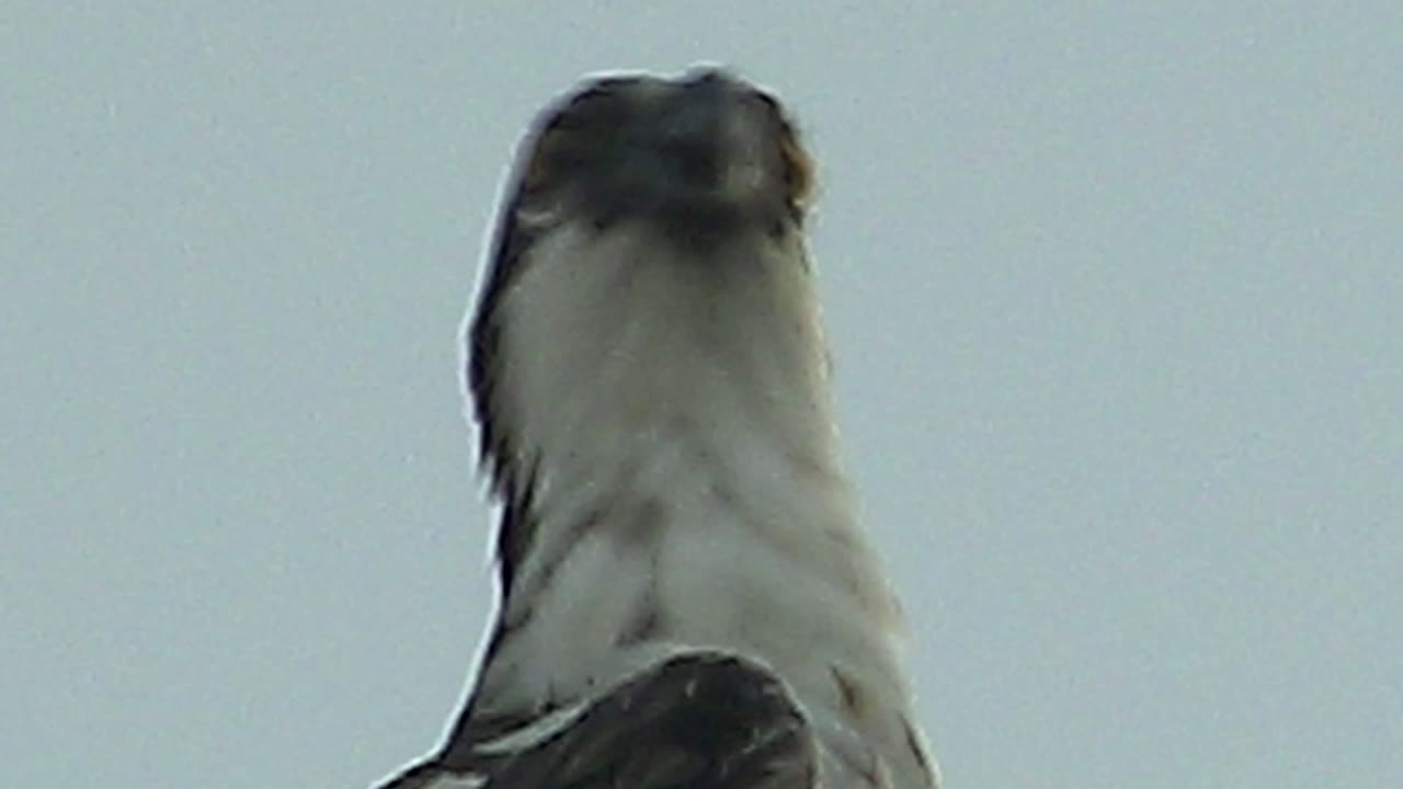 At 0:02 in Mulege, Baja California Sur, the raptor faces nearly forward with its chest centered low in frame, dark crown feathers visible, and no visible people.