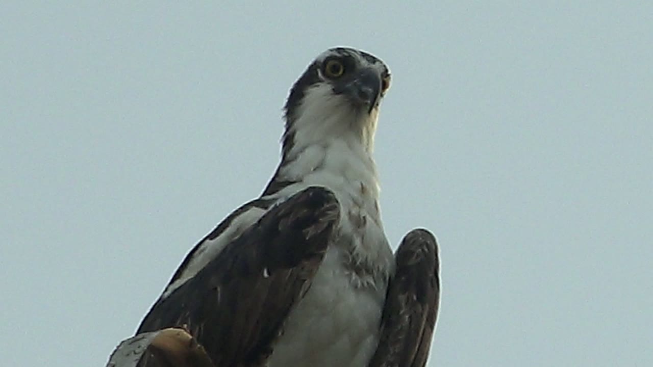 A perched hawk in Mulege, Baja California Sur, Mexico looks upward from the lower frame against a pale blue sky, with no visible people.