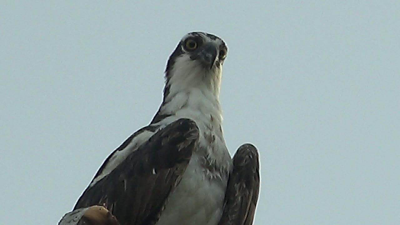 Perched hawk holding an upward gaze against sky.