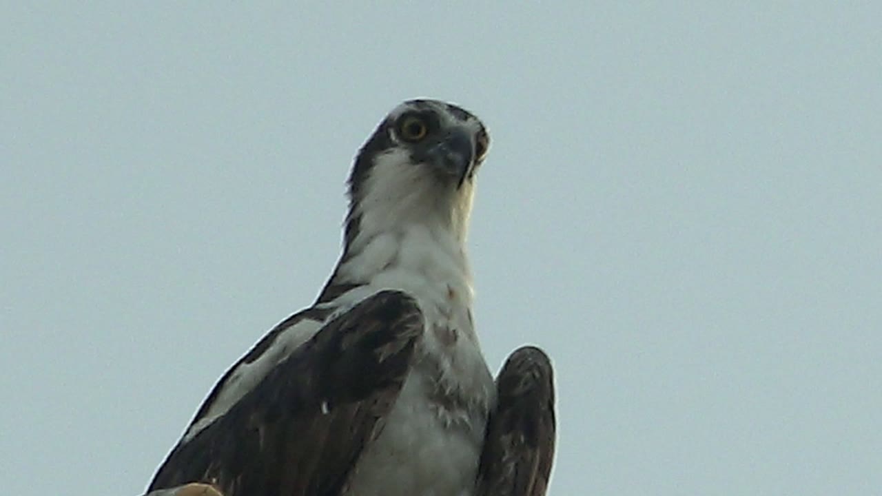 The perched hawk in Mulege keeps its head turned slightly to the right while its dark wings and white chest stand out against empty sky, with no visible people.