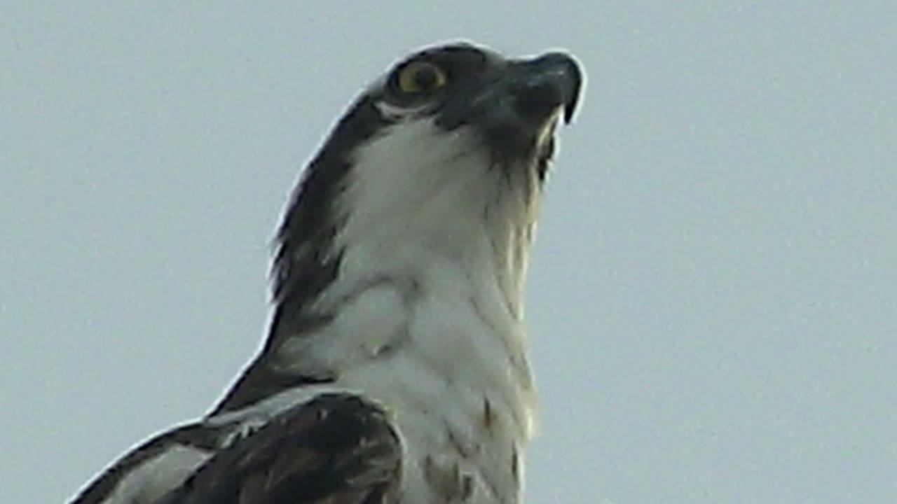 A close low-angle frame in Mulege, Baja California Sur shows a white and dark raptor looking upward against a pale sky with no visible people.