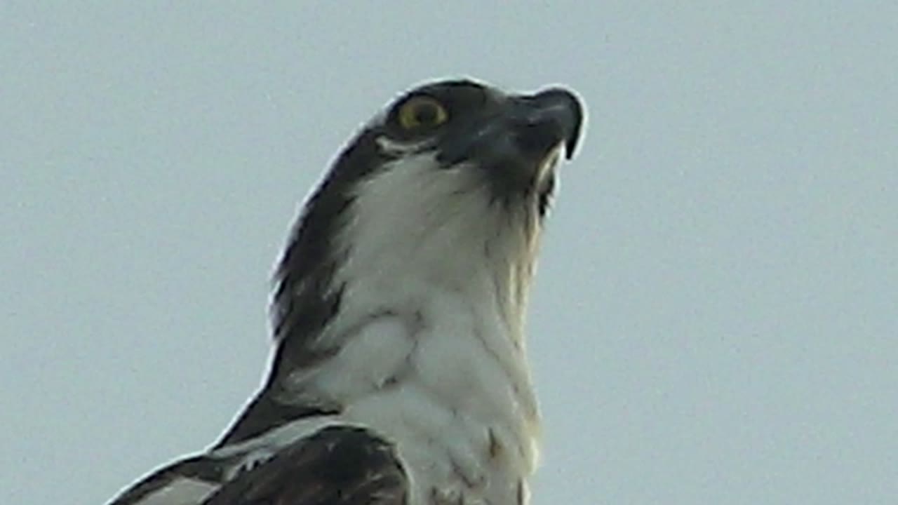 Perched raptor with yellow eye and hooked beak angled toward the sky.