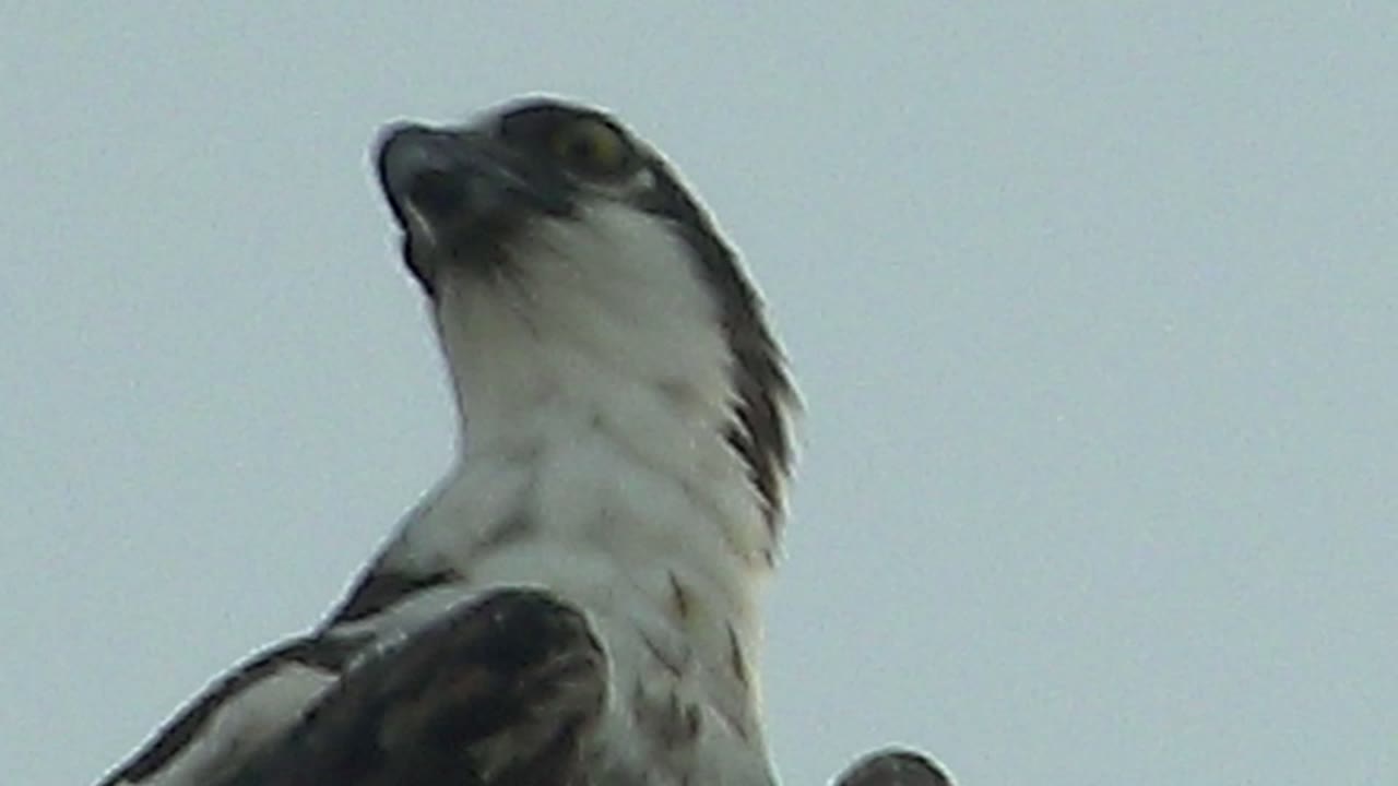 A low-angle Mulege wildlife frame shows the perched raptor turning its head slightly, with the white chest centered and dark wings below, and no visible people.