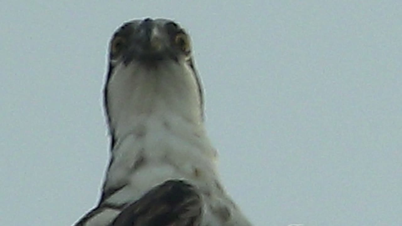Raptor in Mulege, Baja California Sur seen from below with its head tilted upward against a pale blue sky and no visible people.