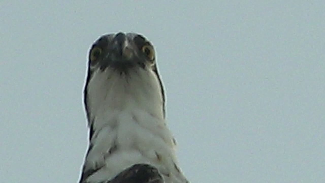 Raptor face centered from low angle