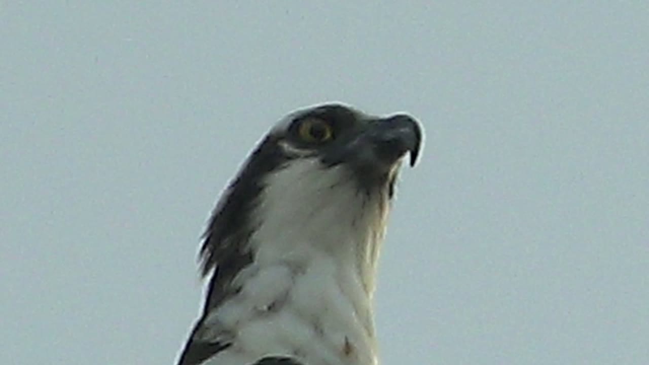 Raptor in Mulege, Baja California Sur turns into a right-facing profile, showing its yellow eye, hooked beak, dark cheek markings, and no visible people.