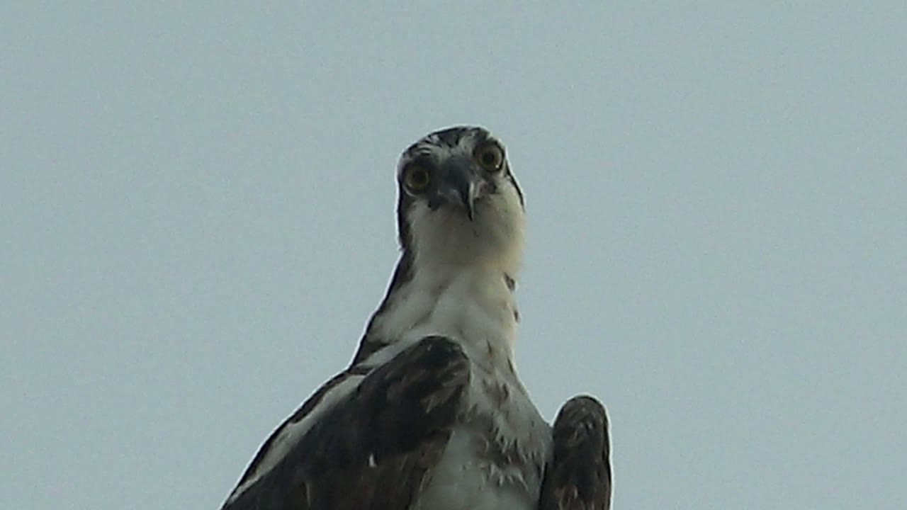 A perched hawk in Mulege, Baja California Sur faces forward from a low angle against a pale blue sky, with no visible people.