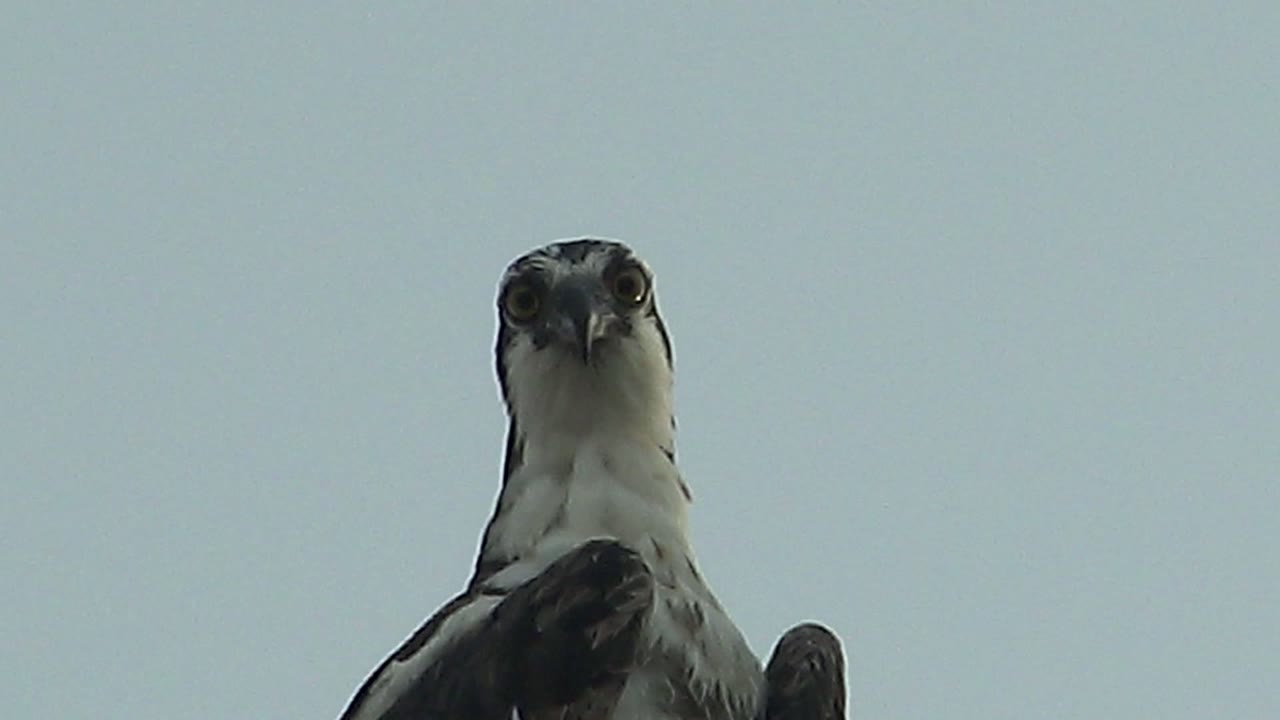 Hawk still facing forward in tight close-up.
