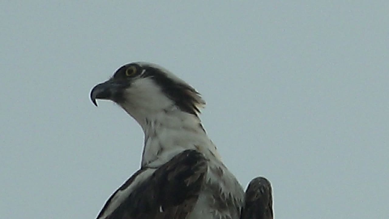 The perched hawk has turned into a side profile in Mulege, showing its hooked beak and pale throat against the open sky, with no visible people.
