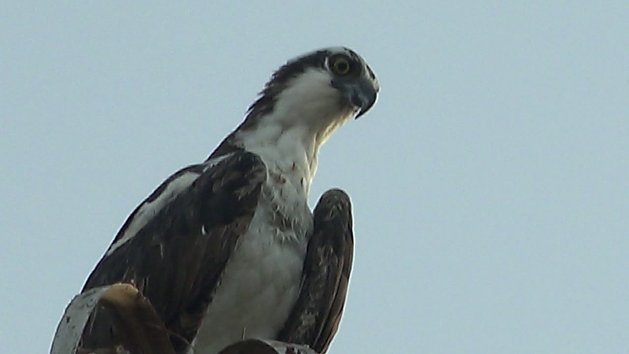 Osprey in Mulege, Baja California Sur, perched high on a palm crown with its head angled to the side against pale sky, no visible people.