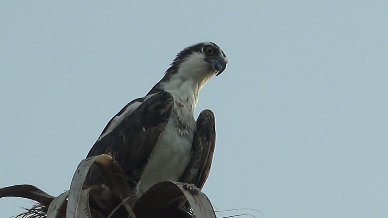 Osprey on palm crown looking outward.