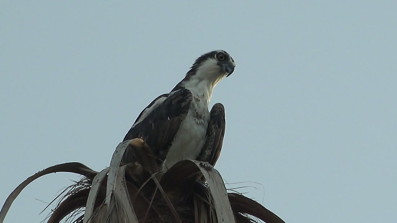 Osprey in Mulege, Baja California Sur, perched above curved dry palm fronds with its body facing forward and head turned right, no visible people.