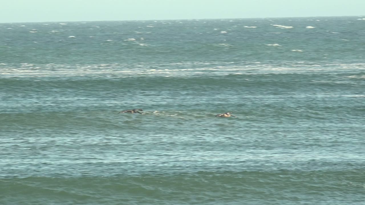 Pelicans skimming above rolling surf bands.