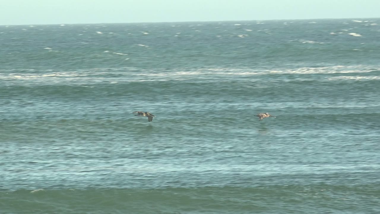 Pelicans remain low over the ocean at La Bocana, Baja California Sur, as a long foamy wave line stretches behind them and no visible people appear.
