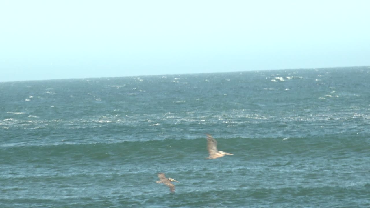 Seabirds gliding above layered ocean surf.