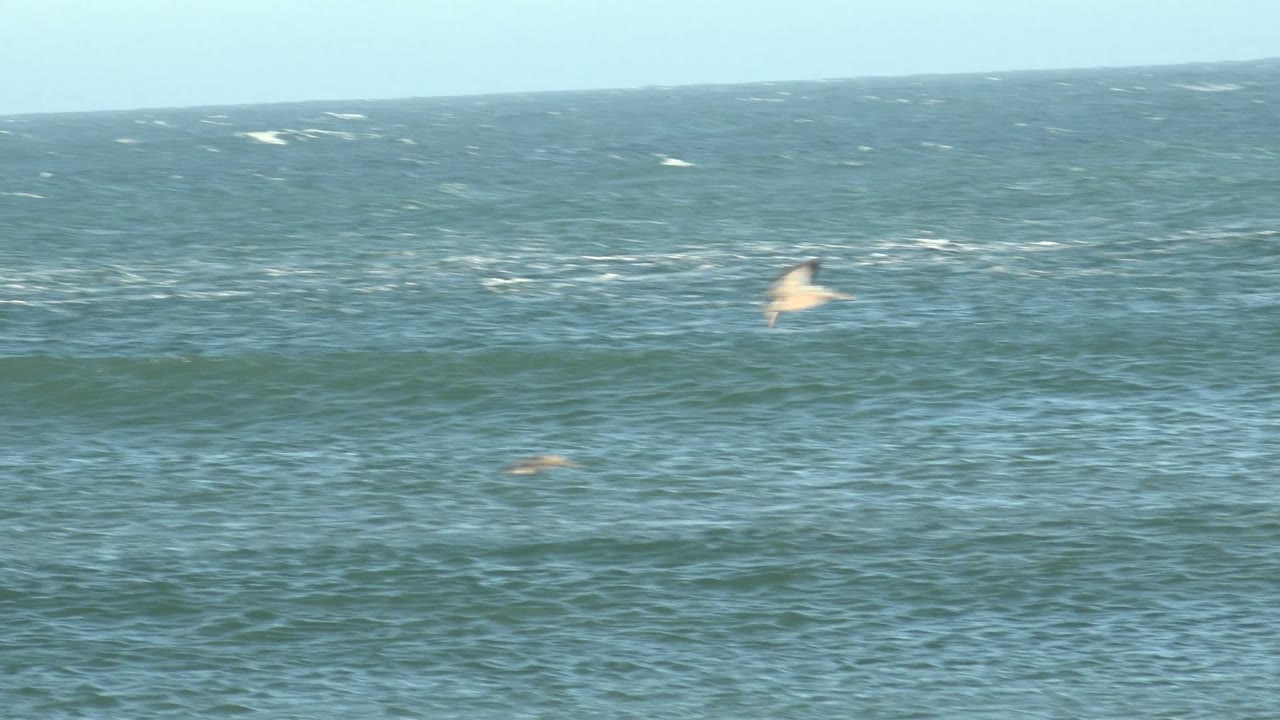 Pelicans appear at different distances over choppy open water in La Bocana, Baja California Sur, with one bird higher at the right and no visible people.