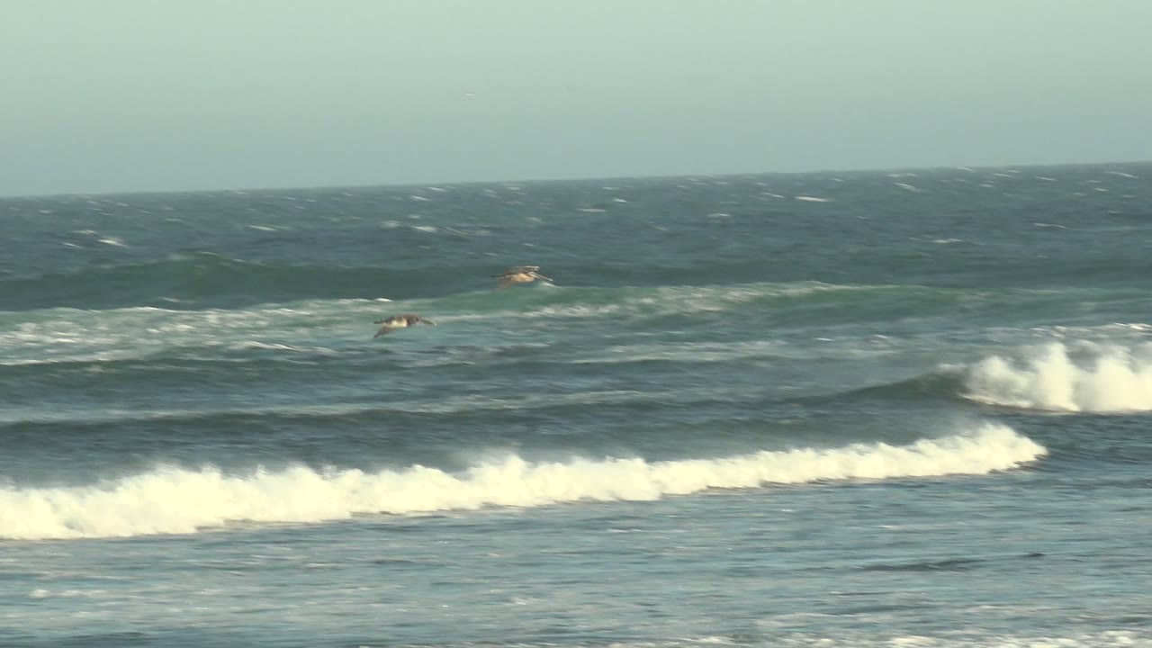 Breaking waves roll across the ocean with birds above the surf.
