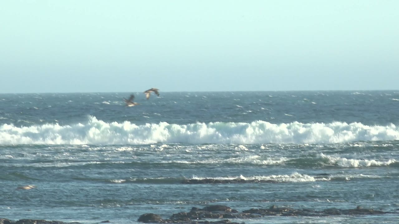 Seagulls crossing open sky above choppy surf