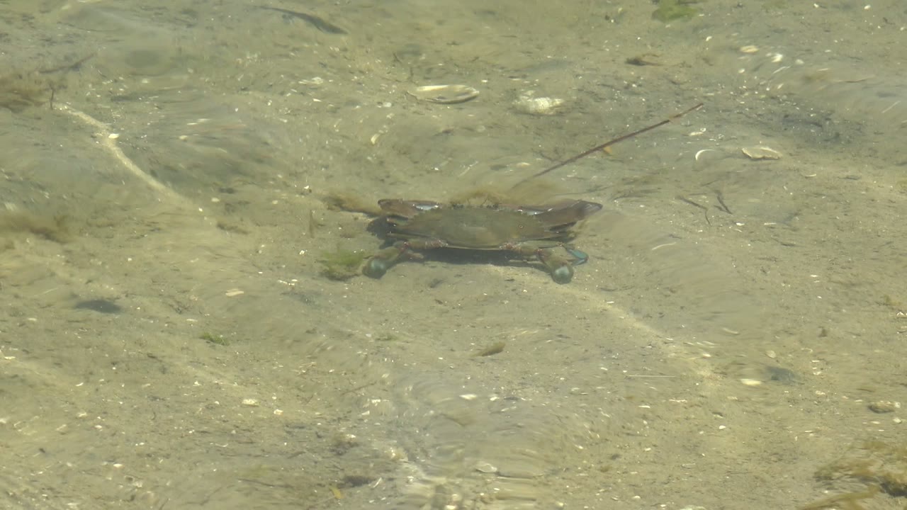 A small crab sits left of center on a pale sandy seabed in clear shallow water in Guerrero Negro, Baja California Sur, with shells and seagrass nearby and no visible people.