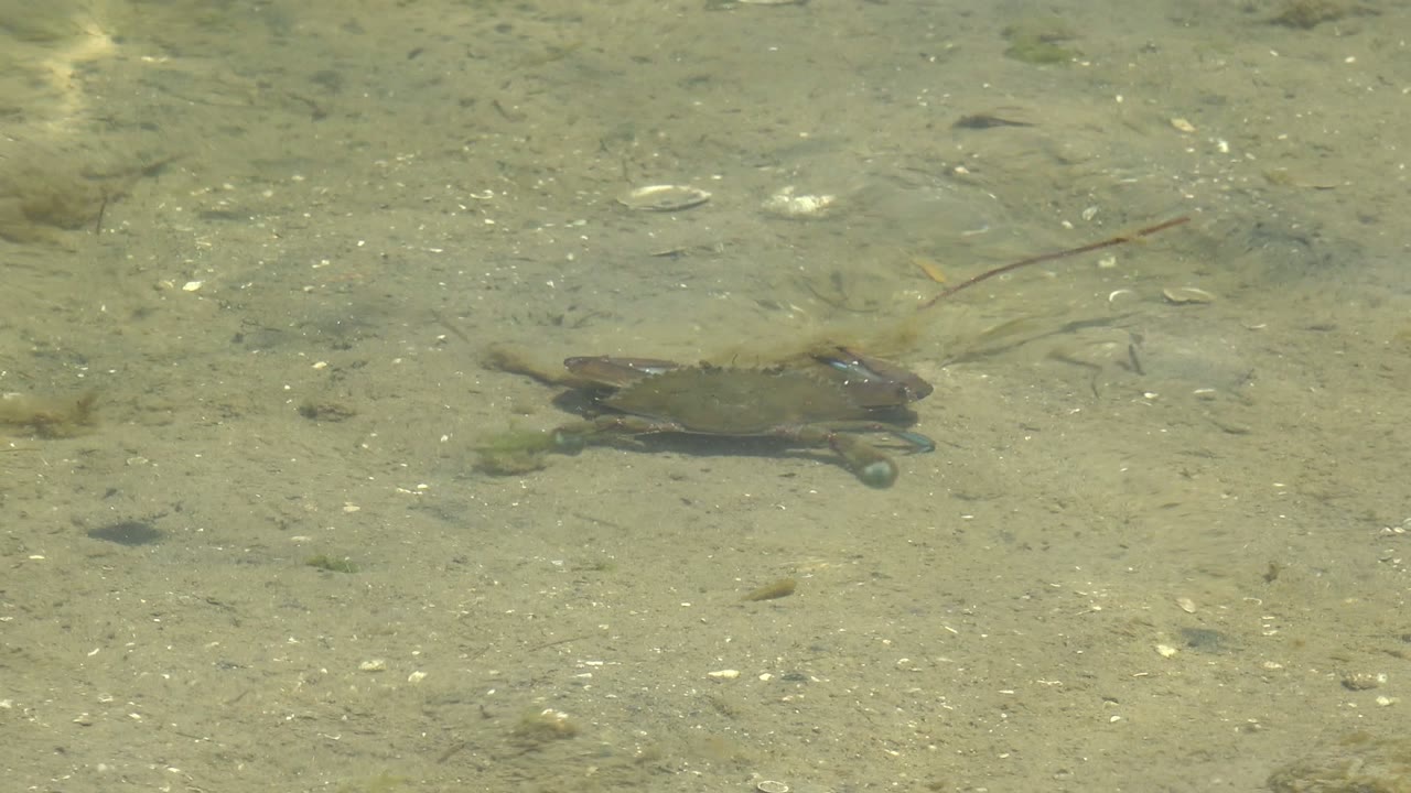 A small crab remains in the upper right area of the shallow sandy seabed in Guerrero Negro, Baja California Sur, with one claw visible, soft water distortion, and no visible people.