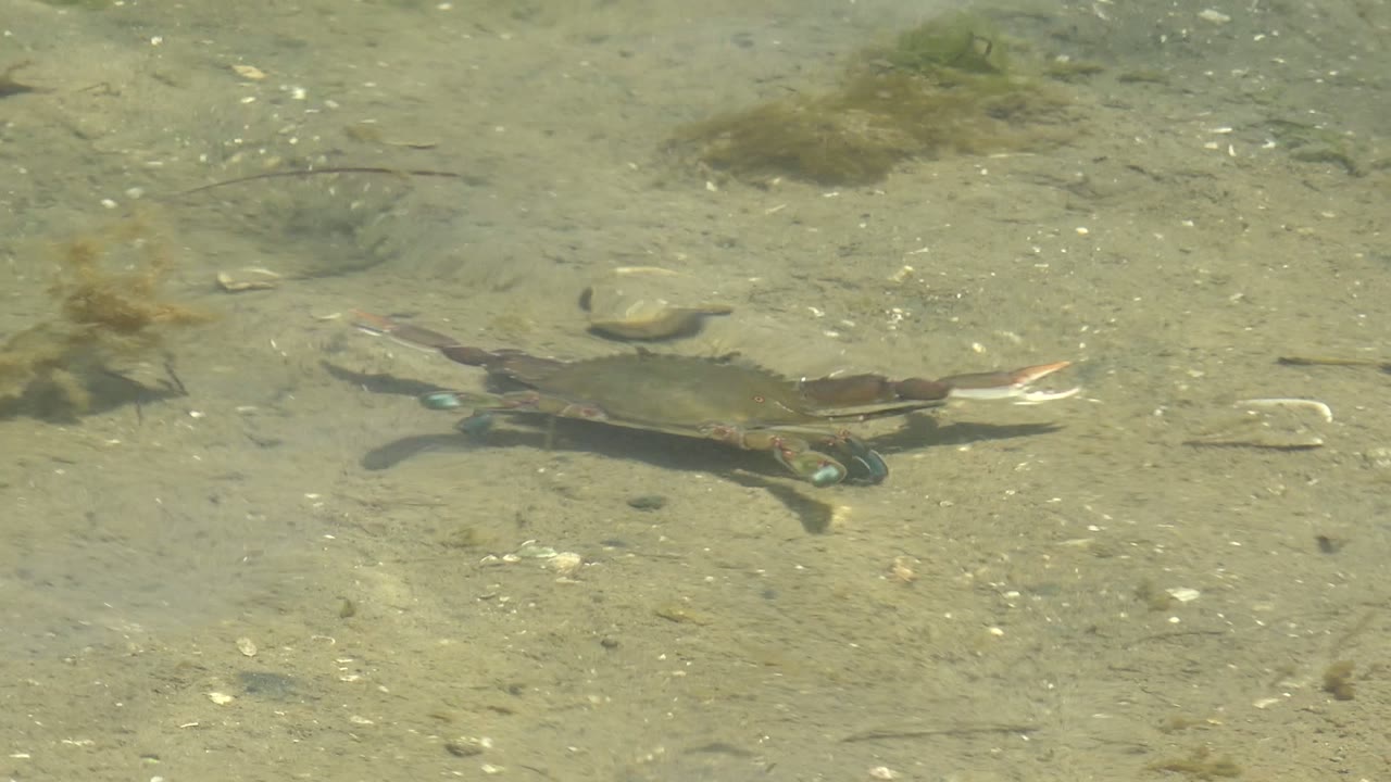 At 0:00, a crab sits left of center on the sandy seabed in clear shallow water in Guerrero Negro, Baja California Sur, with algae clumps, pebbles, and no visible people.
