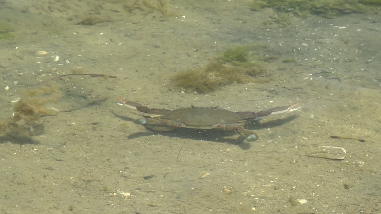 Crab centered on a sandy seabed beneath clear water.
