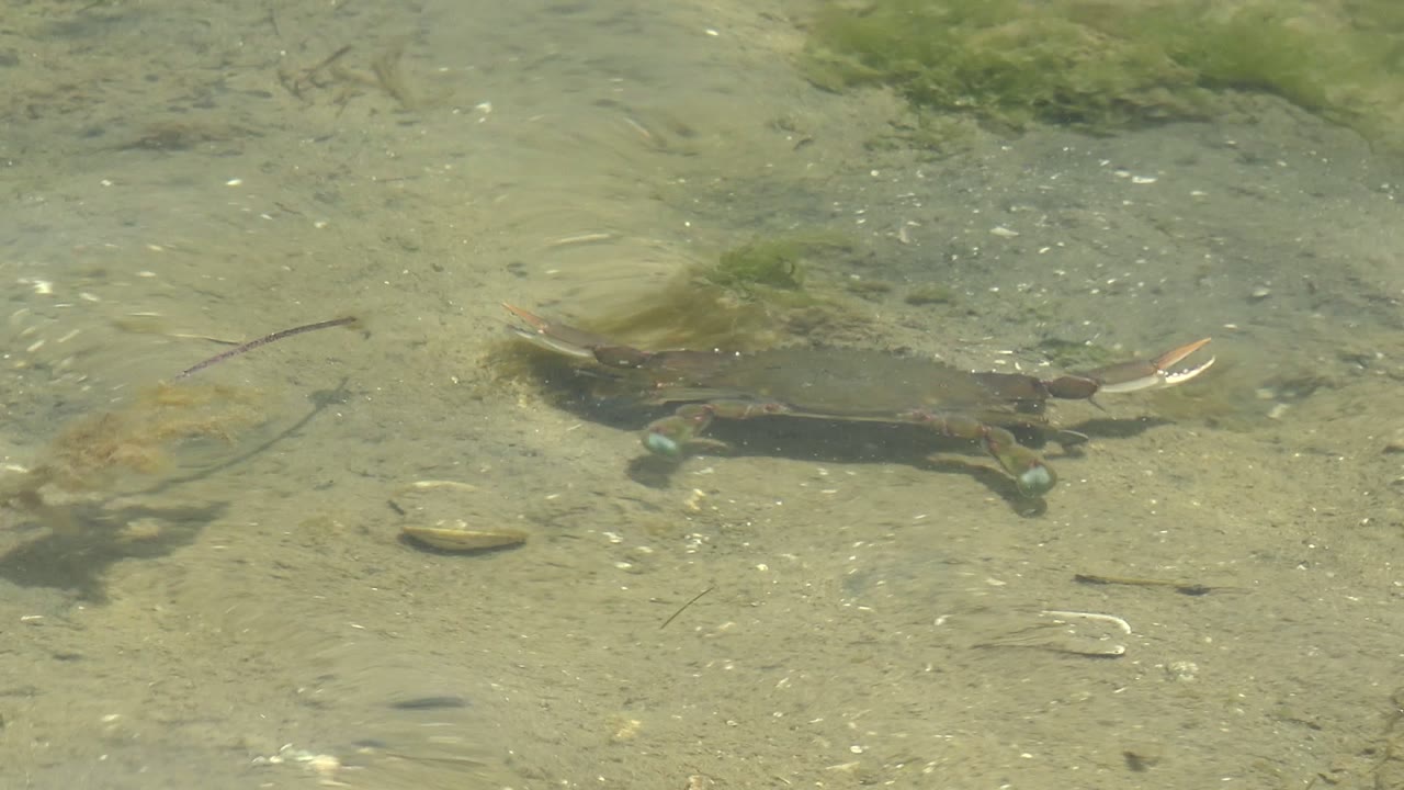 At 0:02, the crab is farther right on the sandy ocean floor in Guerrero Negro, Baja California Sur, with green algae patches and small stones visible through clear water, with no visible people.
