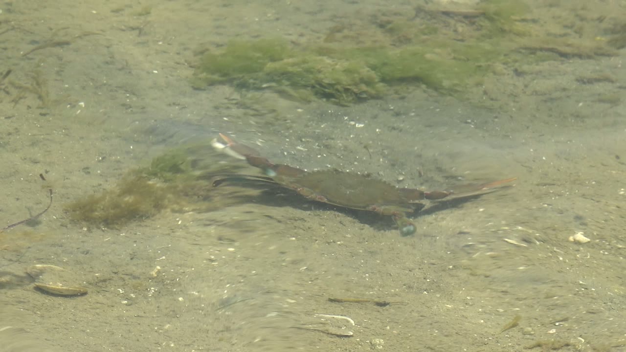 Crab partly left in shallow water over sand and pebbles.