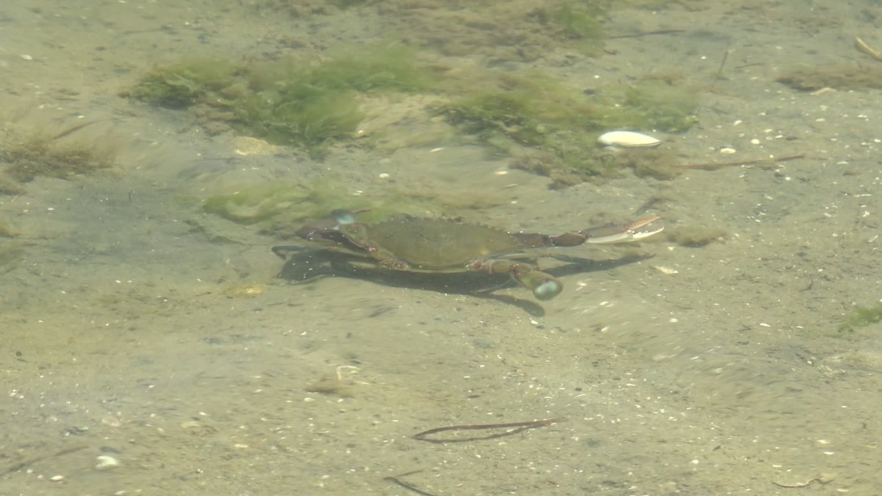 A small crab appears left of center on a sandy underwater bottom in Guerrero Negro, Baja California Sur, with scattered seaweed and no visible people.