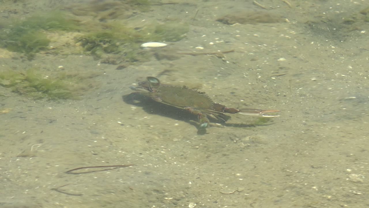 Small crab crossing clear shallow water over sand and gravel.