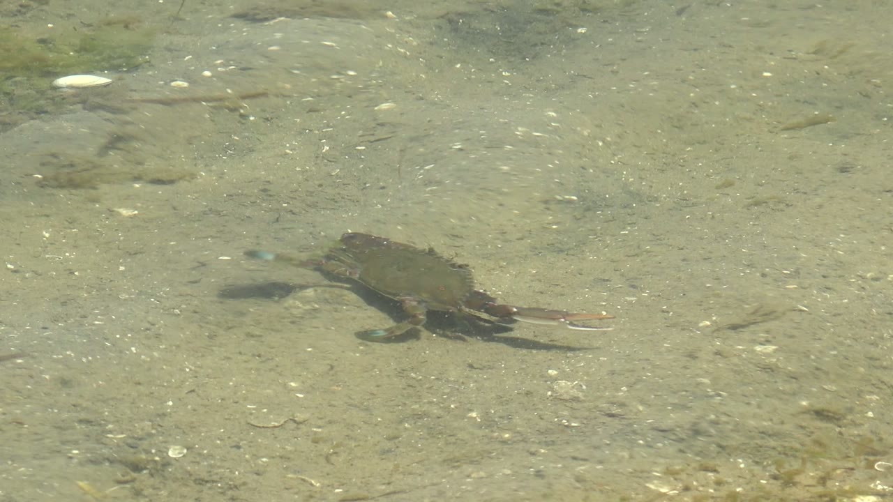 The crab has progressed toward the right side of the Guerrero Negro underwater frame, moving across pale sand with small debris and no visible people.