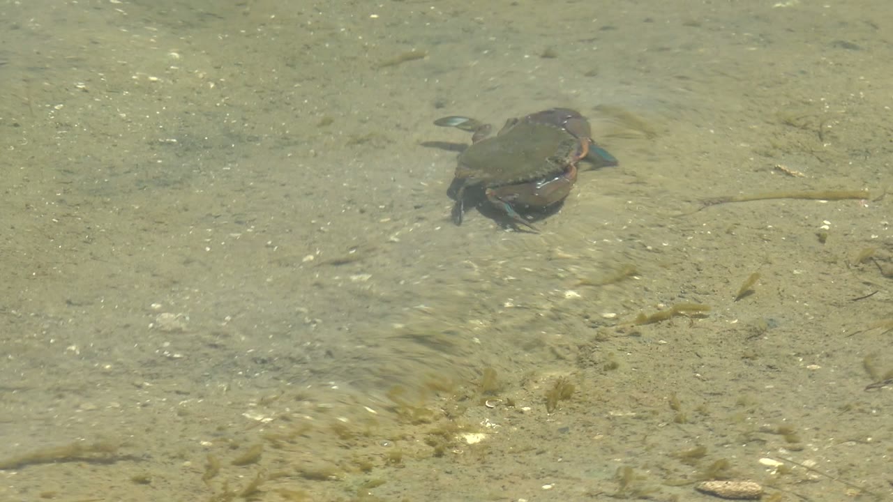 Small turtle near the upper left of a shallow clear-water frame in Guerrero Negro, Mexico, over sand, pebbles, and faint aquatic debris with no visible people.