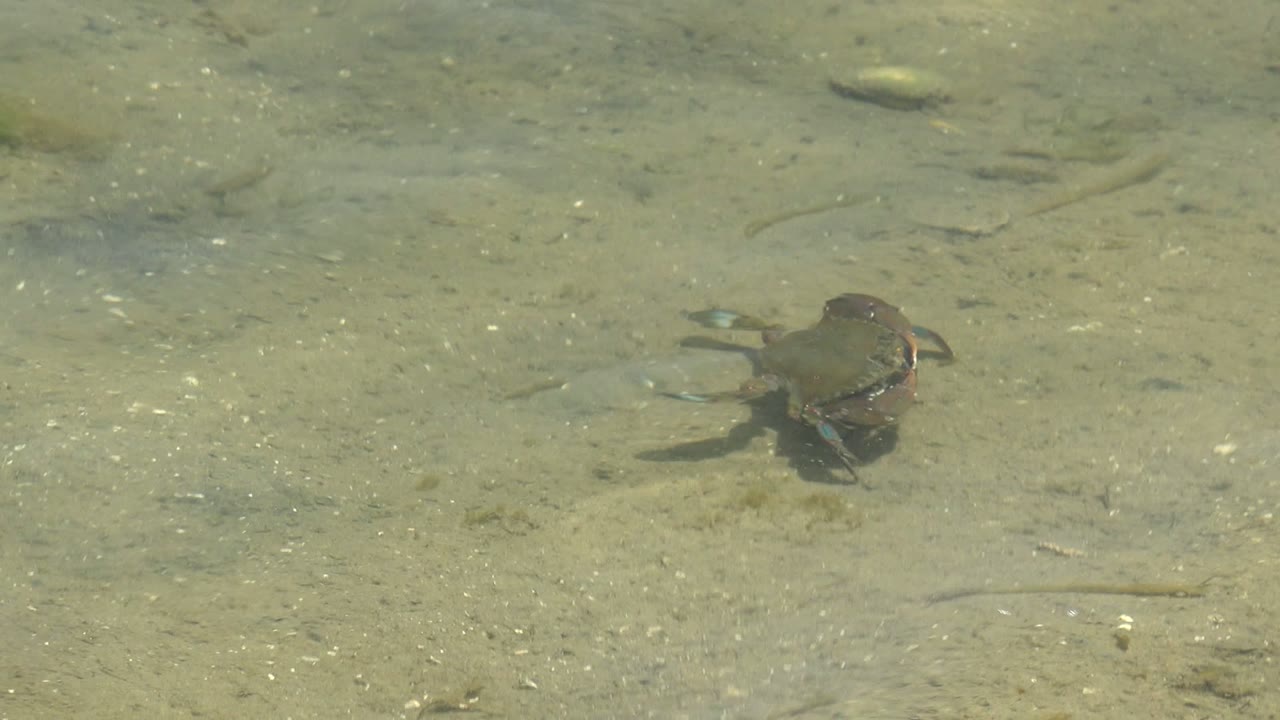 Small turtle centered in shallow water above a sandy bed.