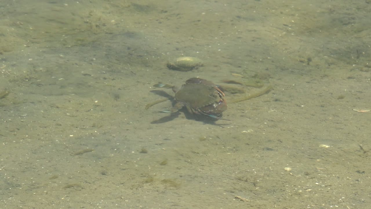Small turtle on the right side of the Guerrero Negro frame, moving over sand and gravel while tiny fish and water ripples appear nearby, with no visible people.