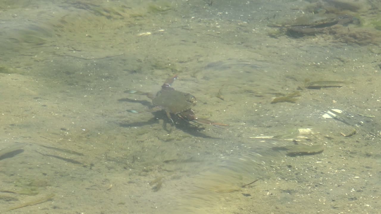 A small crab crawls through clear shallow water over a pale sandy bottom in Guerrero Negro, Baja California Sur, with scattered debris and no visible people.