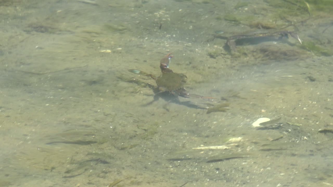 Small crab centered in shallow water with sandy substrate.