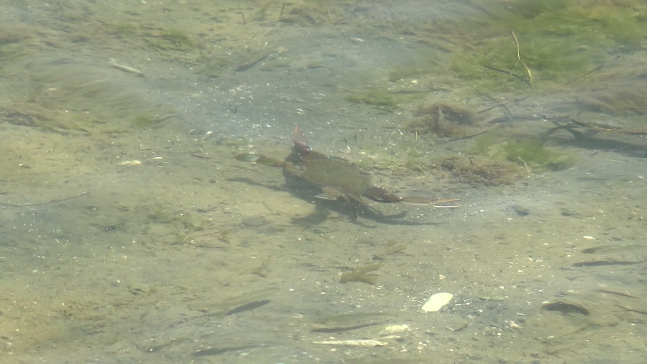A small crab appears on the right side of the Guerrero Negro shallow-water frame, with greenish ripples crossing sand and no visible people.