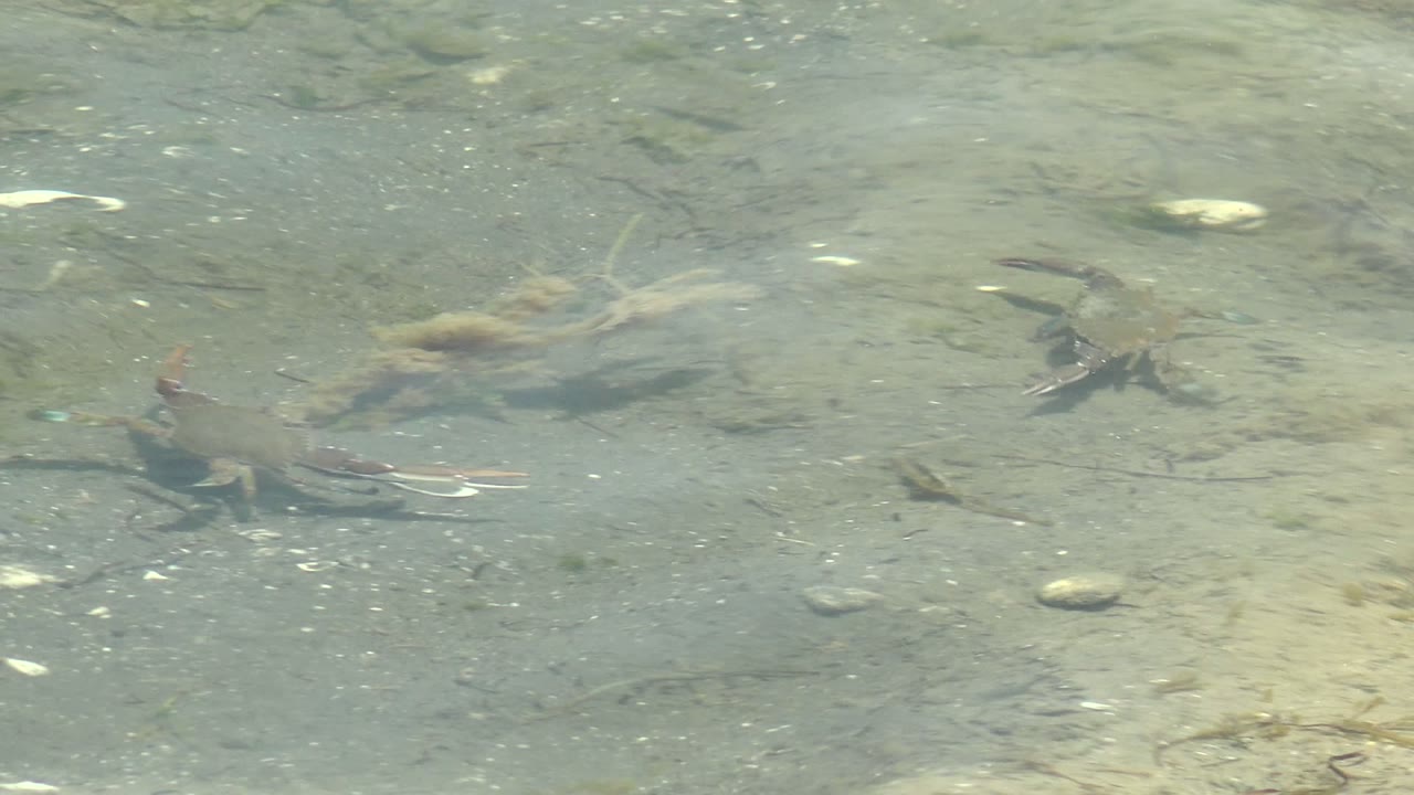 Small crabs crawl over a pale sandy bottom in shallow clear water in Guerrero Negro, Baja California Sur, with scattered stones and no visible people.
