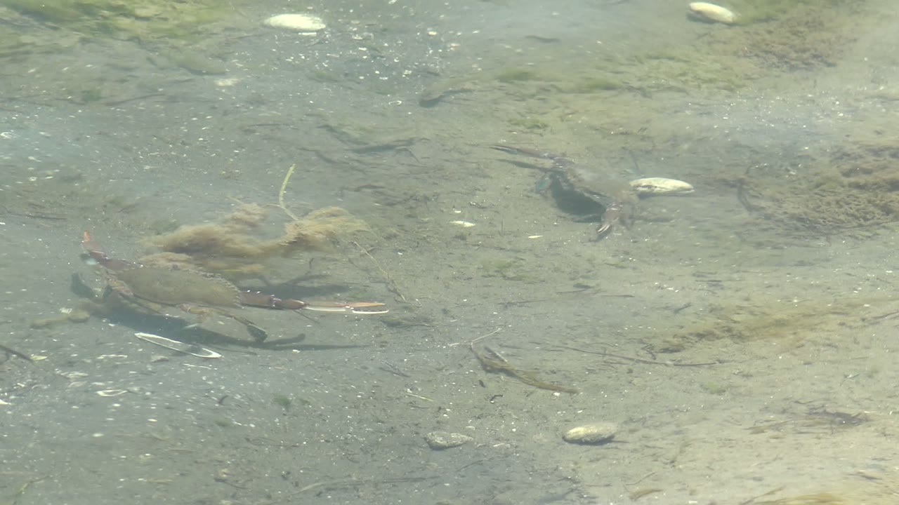 Crabs moving near seaweed on a pale seabed